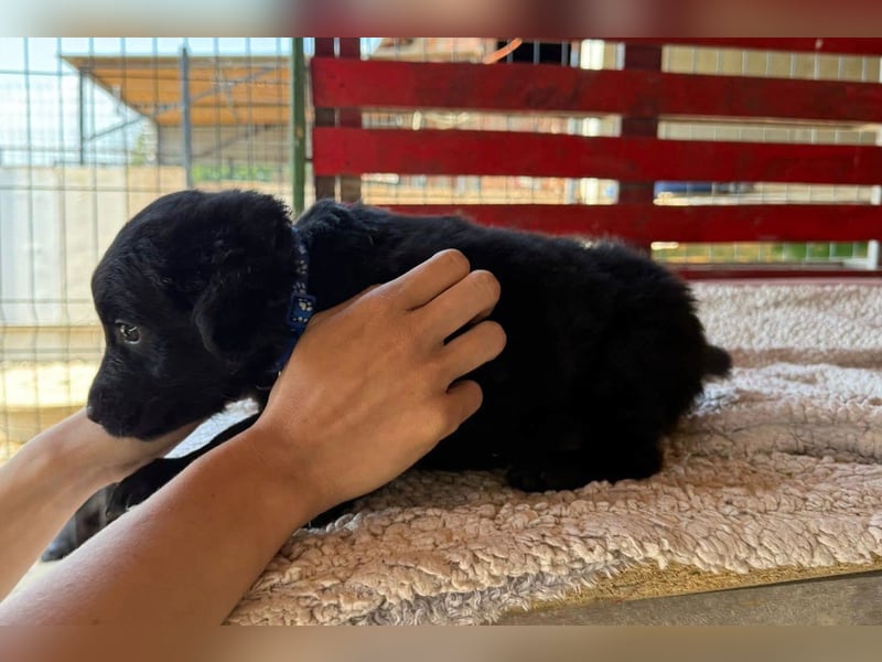 Little ♥Lenny♥ sucht seine treue Familie