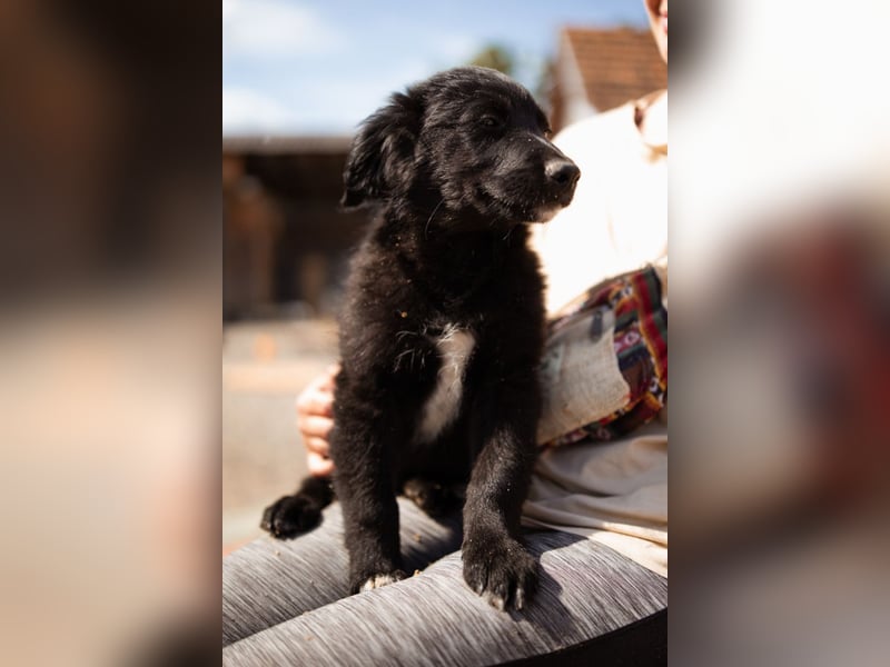Levi ❤️ neugieriger, so lieber Welpenbub
