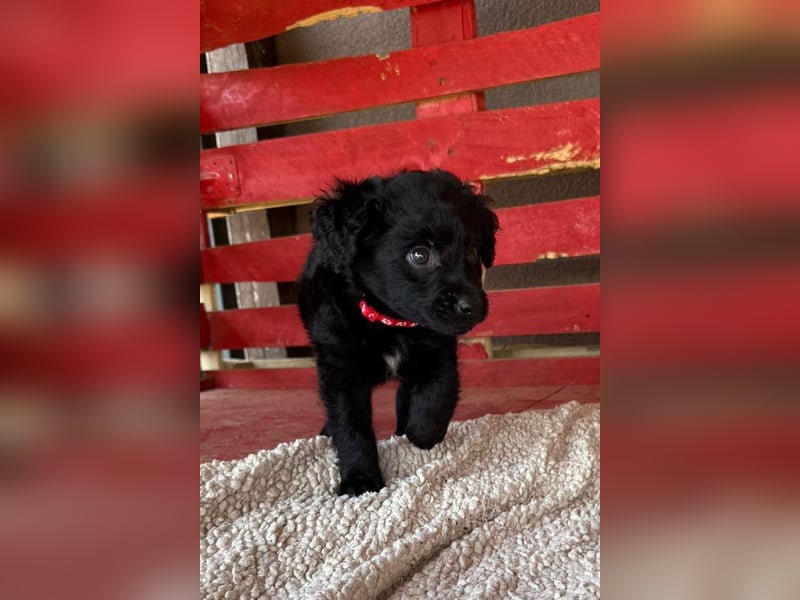 Leon ❤️ so lieber, verschmuster Welpenbub