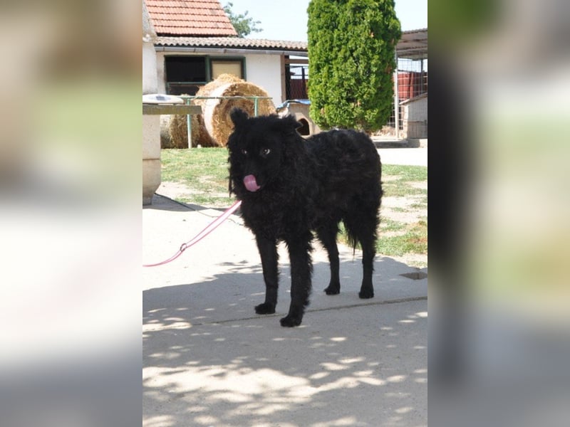 Juliška ❤ sanfte und zärtliche Hündin