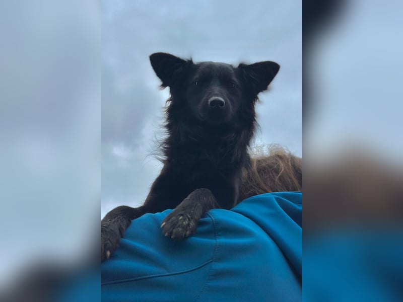 Tila ❤️ schmusige, so freundliche Hündin