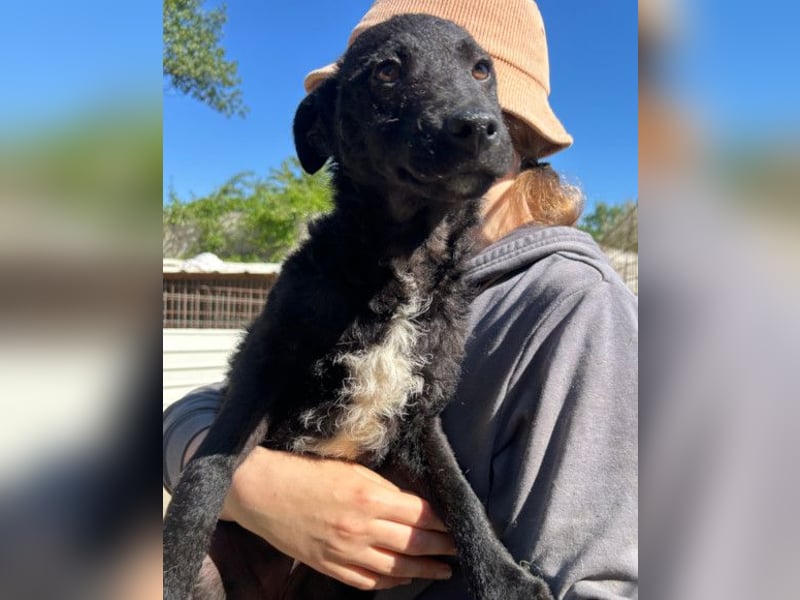 Archie ❤️ so froher, aktiver Hundebub