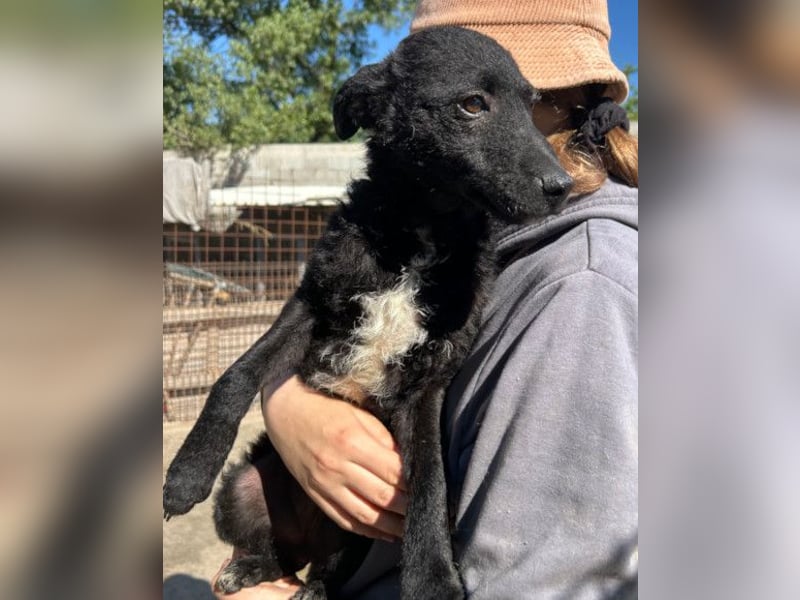 Archie ❤️ so froher, aktiver Hundebub