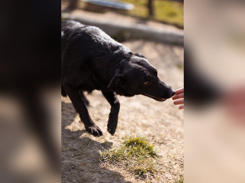 Klara ❤️ frohe, temperamentvolle Kroat. Schäfi-Mix Hündin!
