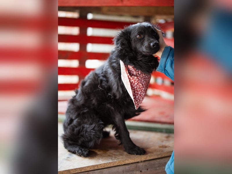 Liebe, junge ♥Lyra♥ zauberhafte Seele auf 3 Beinen