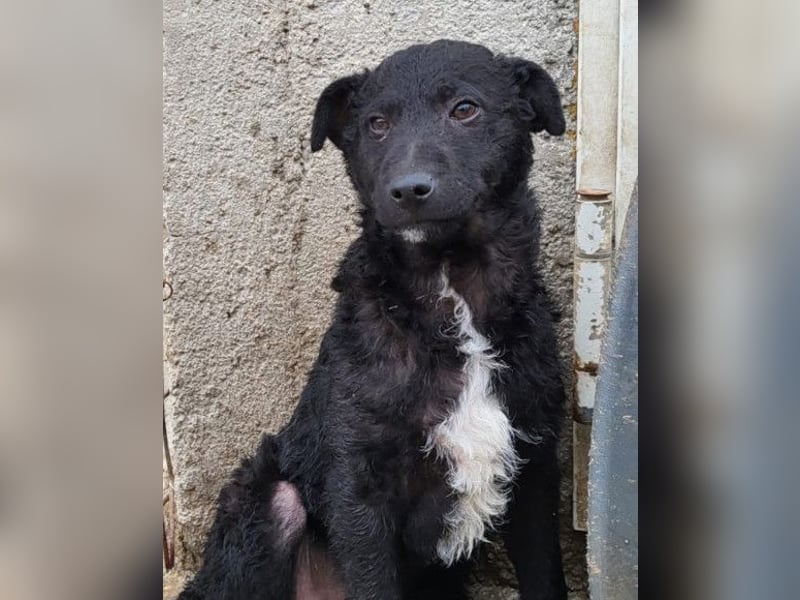 Archie ❤️ so froher, aktiver Kroat. Schäfi-Mix Bub