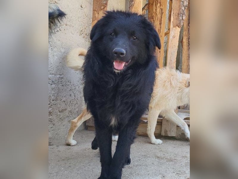 GORDI❤️liebes, verschmustes kroat. Schäferhund-Mix-Mädel