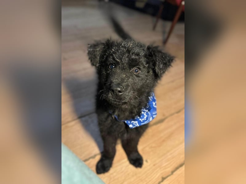 Bore ❤️ aktiver, junger Schäfi-Mix-Bub