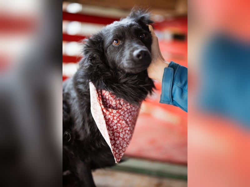 Liebe, junge ♥Lyra♥ kleine, sanfte zauberhafte Seele