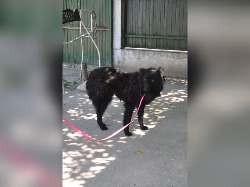 Juliska ❤ sanfte und liebe Hündin