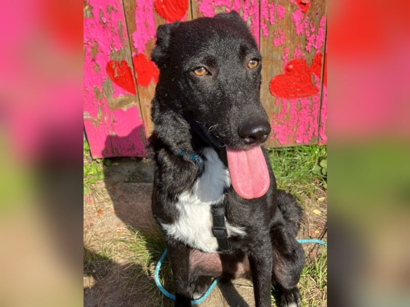 Elsie ❤️ wartet in 09648 Mittweida