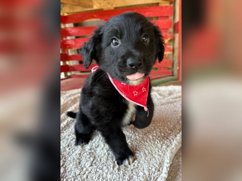 Levi ❤️ neugieriger, so lieber Welpenbub