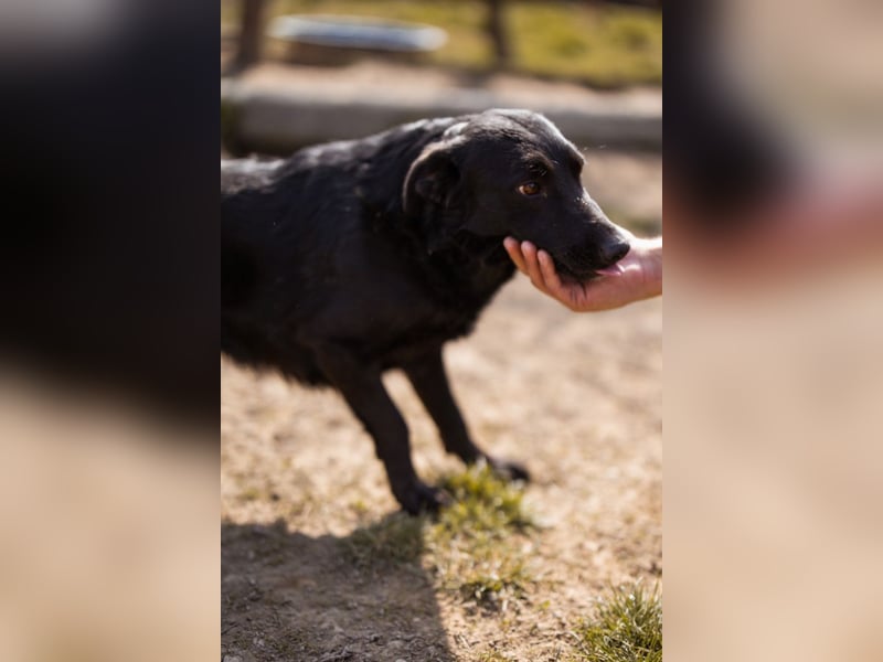 Klara ❤️ frohe, temperamentvolle Hündin!