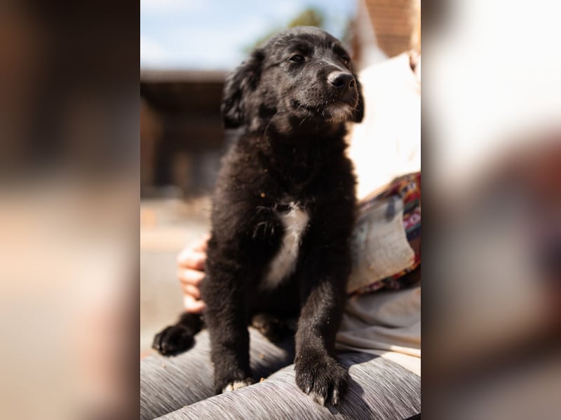 Levi ❤️ neugieriger, so lieber Welpenbub
