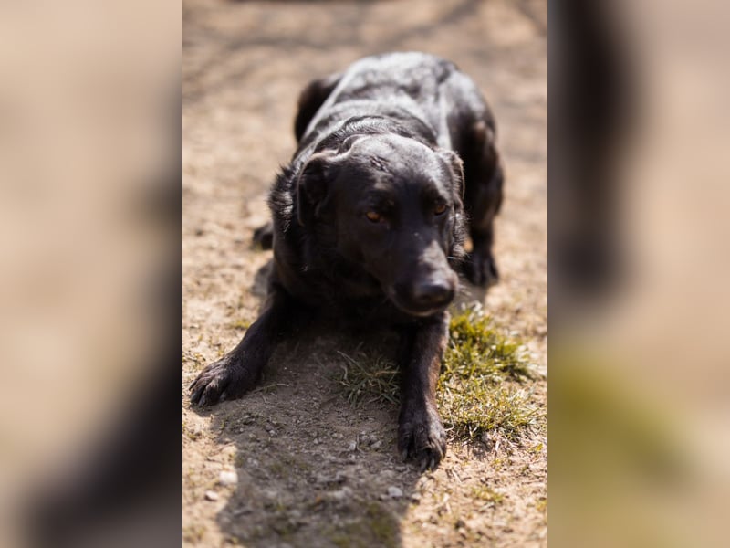 Klara ❤️ frohe, temperamentvolle Kroat. Schäfi-Mix Hündin!