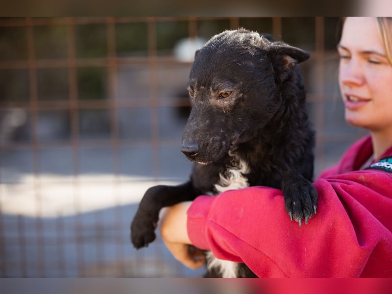 Archie ❤️ so froher, aktiver Hundebub