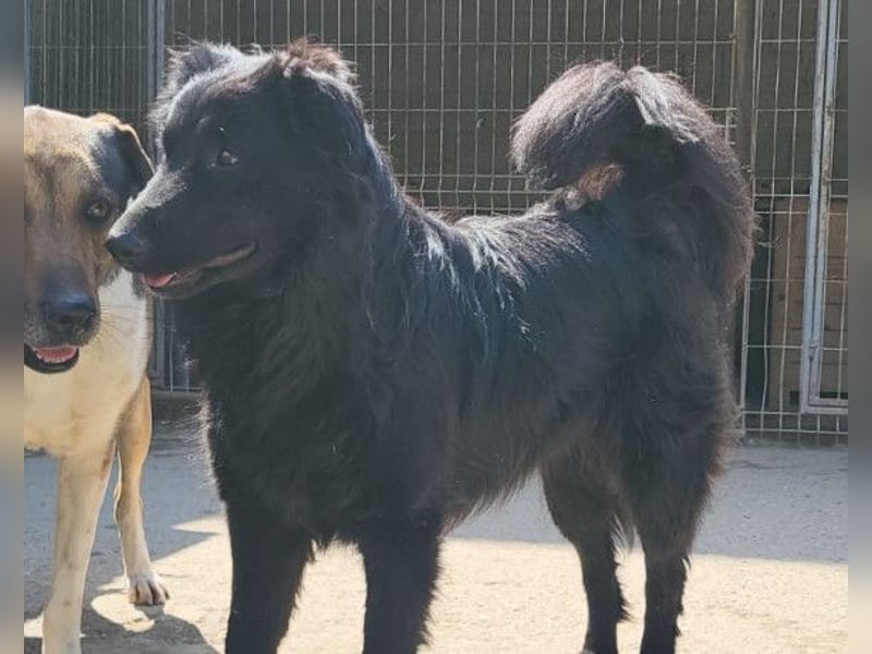 Duke ❤️ aktiver, verschmuster Kroat. Schäferhund-Mix-Rüde!