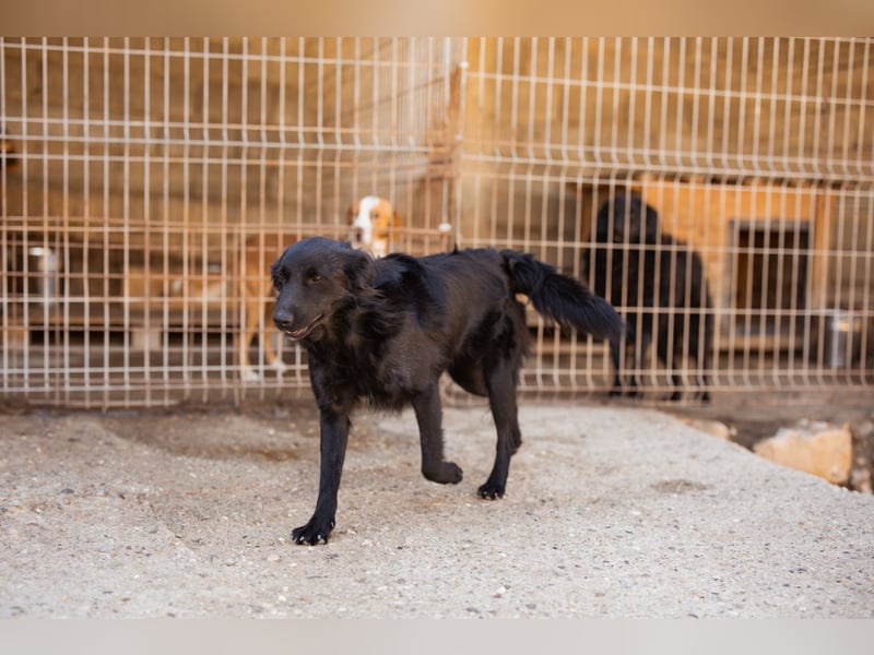 Duke ❤️ aktiver, verschmuster Kroat. Schäferhund-Mix-Rüde!