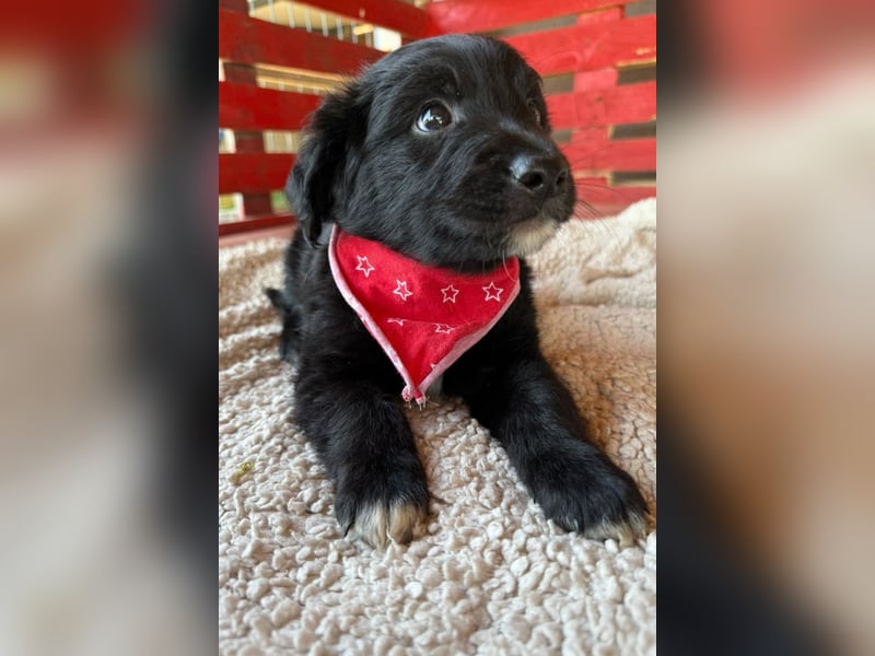 Levi ❤️ neugieriger, so lieber Welpenbub