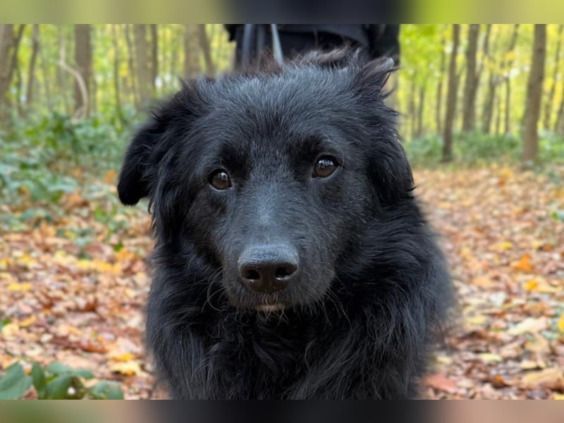LENZI❤️sanfter Herzenshund wartet schon in 22559 Hamburg auf seine Für-Immer-Familie!