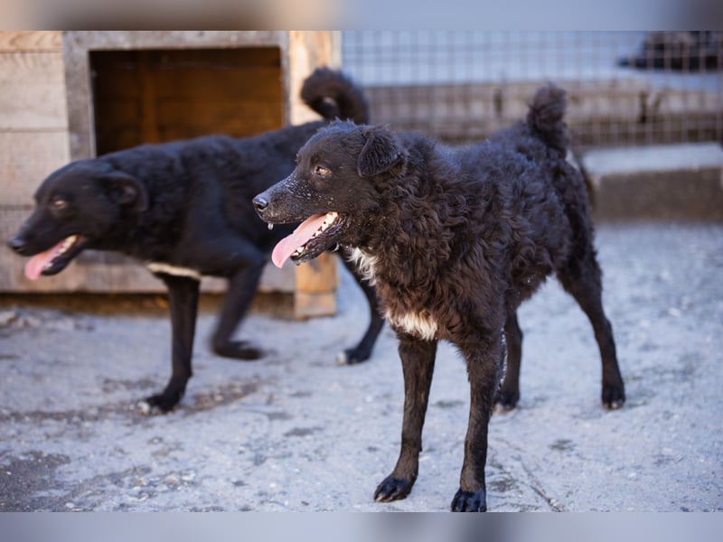 Flynn ❤️ offener, verspielter Kroat. Schäfi-Mix Rüde