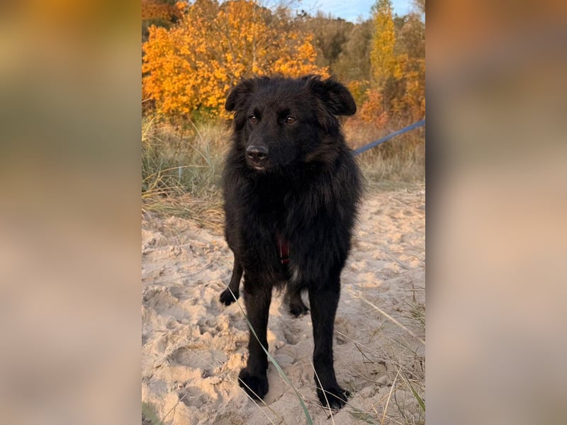 LENZI❤️sanfter Herzenshund wartet schon in 22559 Hamburg auf seine Für-Immer-Familie!
