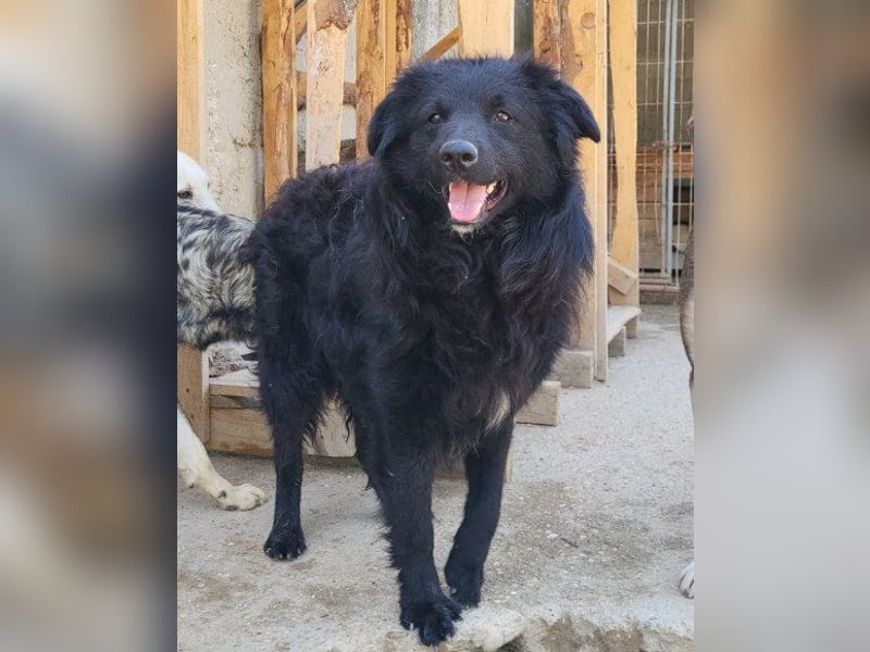 GORDI❤️liebes, verschmustes kroat. Schäferhund-Mix-Mädel