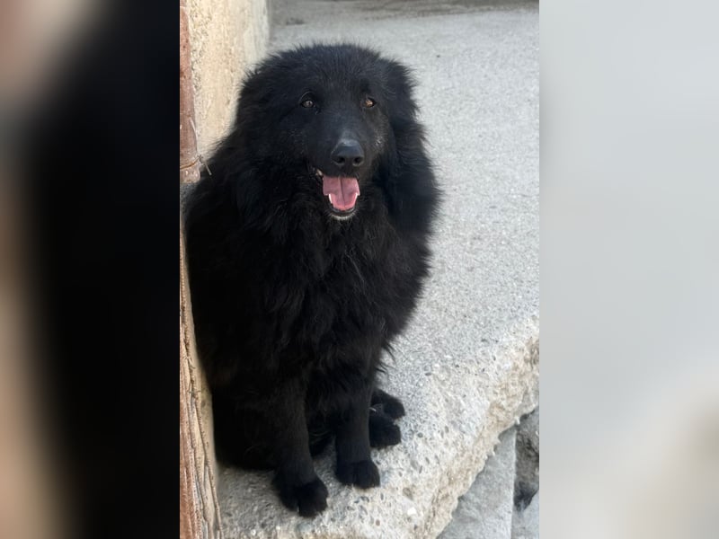 Duke ❤️ aktiver, verschmuster Kroat. Schäferhund-Mix-Rüde!