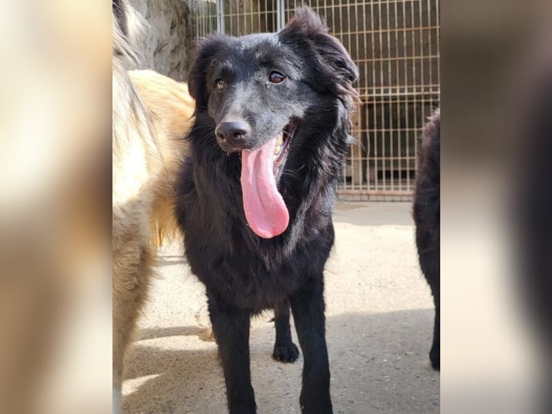 Duke ❤️ aufgeweckter, junger Kroat. Schäferhund-Mix-Bub!