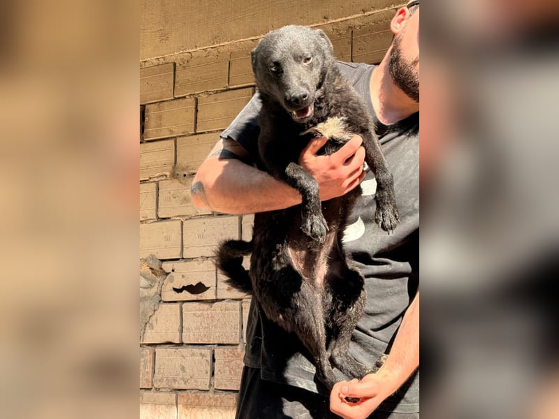 Vinn ❤️ schmusiger, süßer Kroat. Schäfi-Mix Bub sucht Liebe