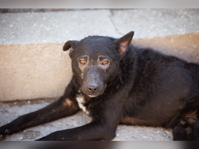 Archie ❤️ so froher, aktiver Kroat. Schäfi-Mix Bub