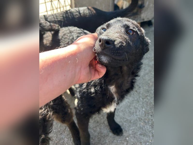 ♥Archie♥ fröhlicher, kuschliger, aktiver Rüden-Bub