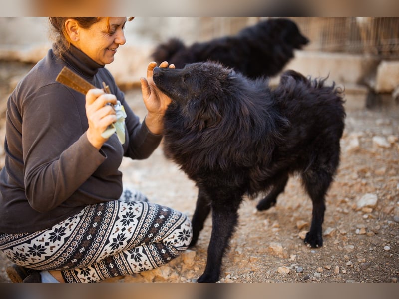GORDI❤️liebes, verschmustes kroat. Schäferhund-Mix-Mädel