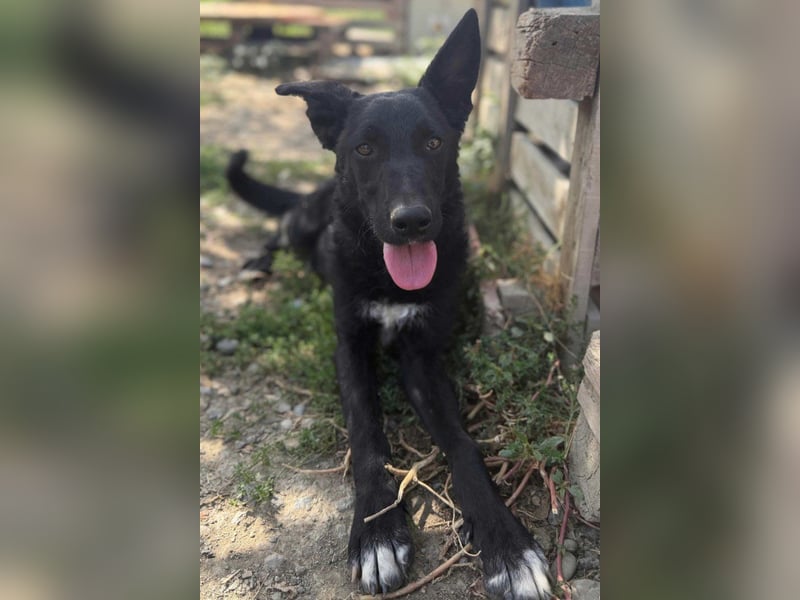 MIMA❤️soziales, kuscheliges und verspieltes Kroat.Schäfi-Mix-Mädchen sucht ihre Familie