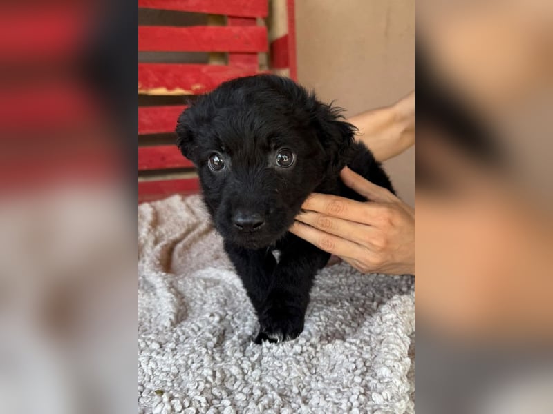 Leon ❤️ so lieber, verschmuster Welpenbub