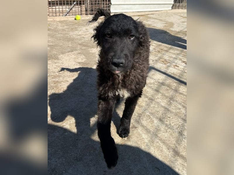 Flynn ❤️ offener, verspielter Kroat. Schäfi-Mix Rüde