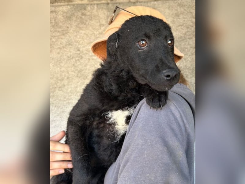 Felix ❤️ froher, süßer, aktiver Mix-Bub!