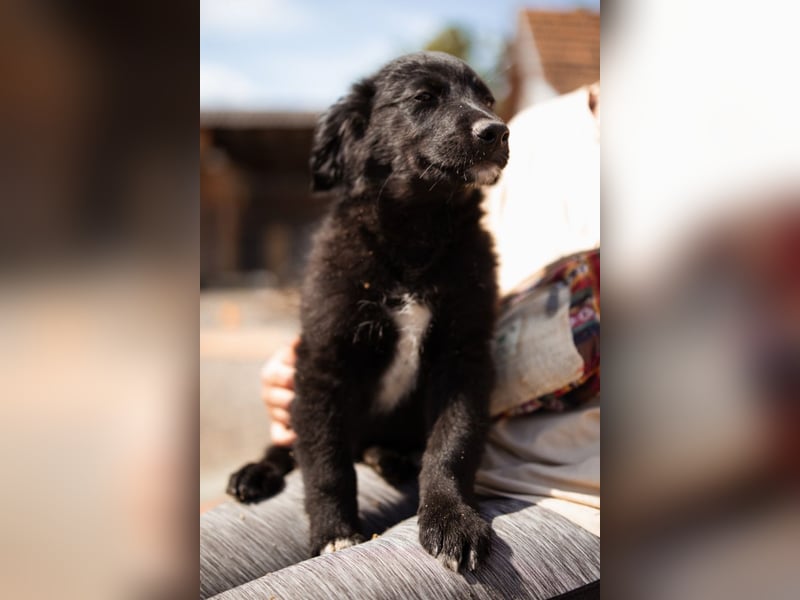 Levi ❤️ neugieriger, so lieber Welpenbub