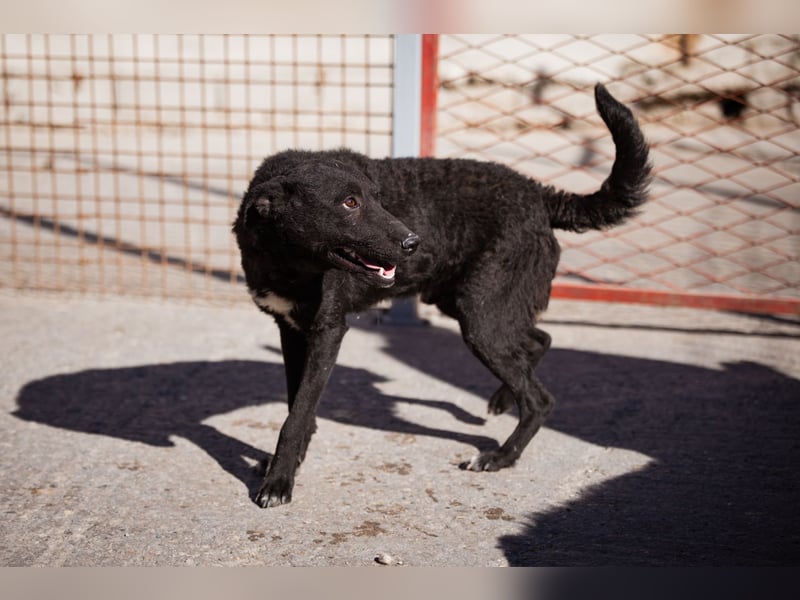 Felix ❤️ froher, süßer, aktiver Mix-Bub!