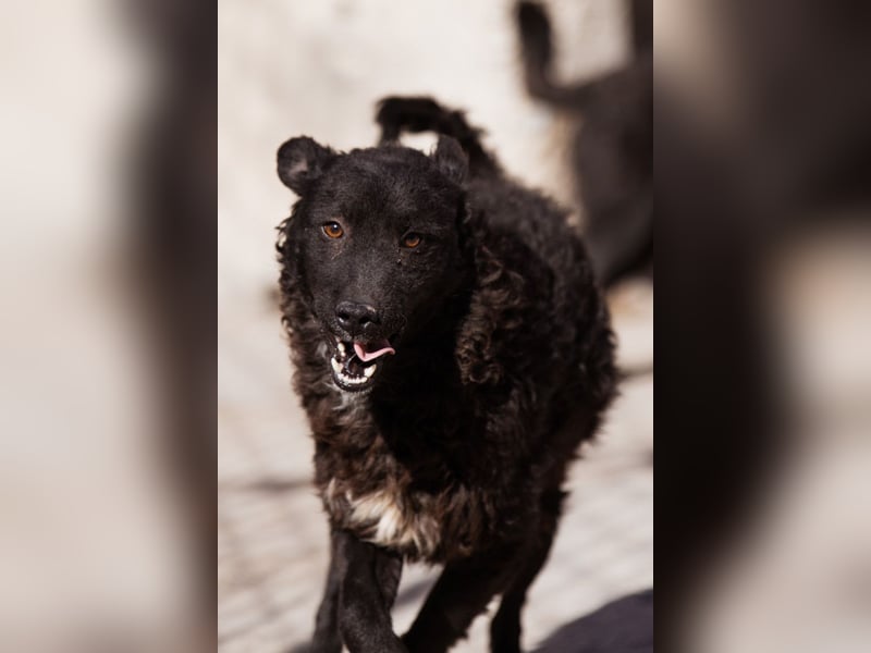 Flynn ❤️ offener, verspielter Kroat. Schäfi-Mix Rüde