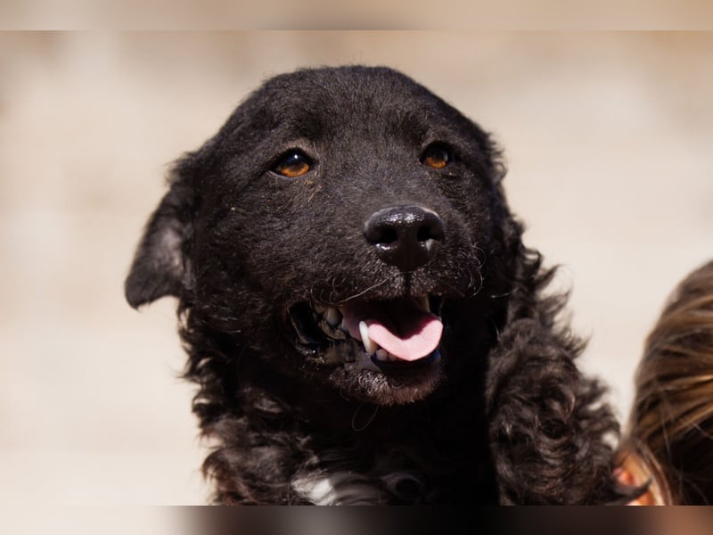 Flynn ❤️ offener, verspielter Kroat. Schäfi-Mix Rüde