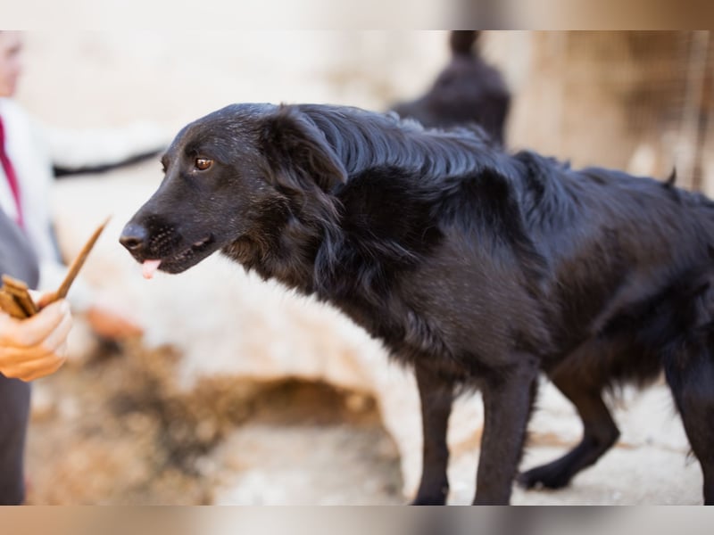 Duke ❤️ aktiver, verschmuster Kroat. Schäferhund-Mix-Rüde!