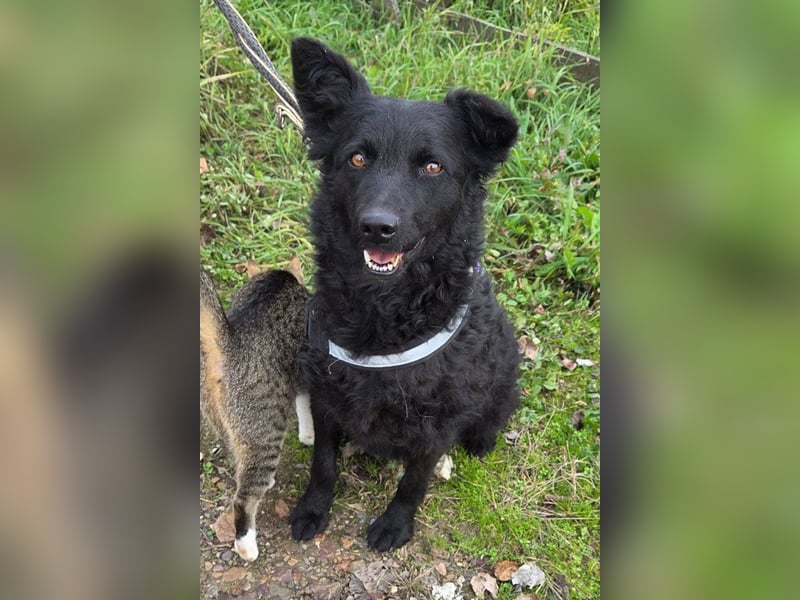 Fellschatz Milly liebt auch Katzen