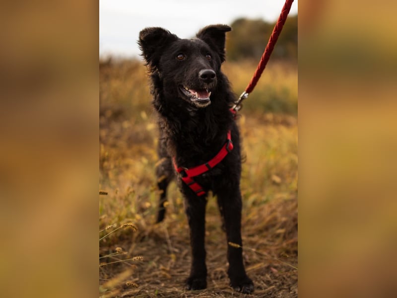 Bailey ❤️ verschmuste, liebe Kroat. Schäfi-Mix Fellnase