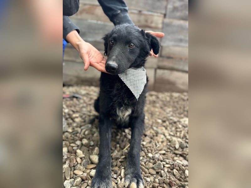 CHI CHI❤️sanfter Kroat. Schäfi-Mix-Bub sucht Liebe und seine Familie!