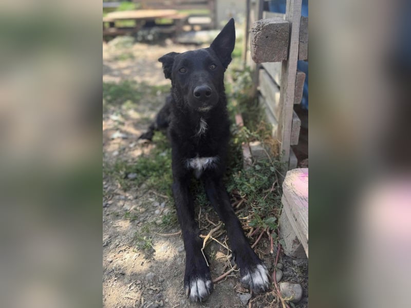 MIMA❤️soziales, kuscheliges und verspieltes Kroat.Schäfi-Mix-Mädchen sucht ihre Familie