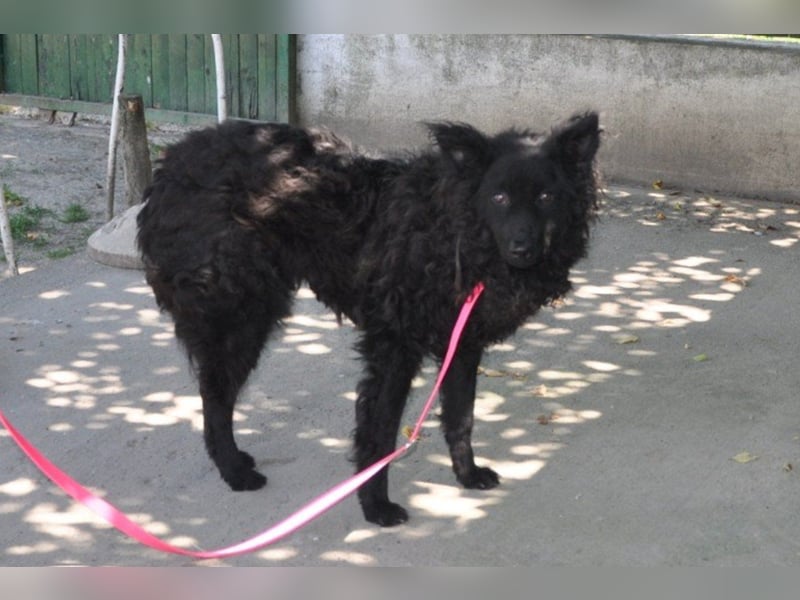 Juliška ❤ sanfte und zärtliche Hündin