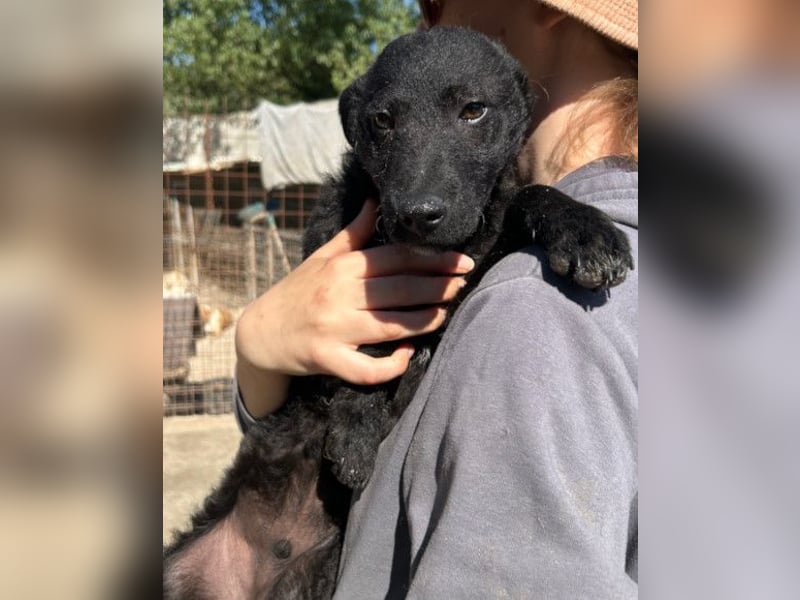 Archie ❤️ so froher, aktiver Kroat. Schäfi-Mix Bub