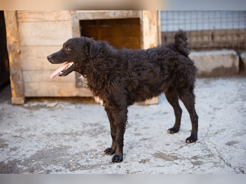 Flynn ❤️ offener, verspielter Kroat. Schäfi-Mix Rüde