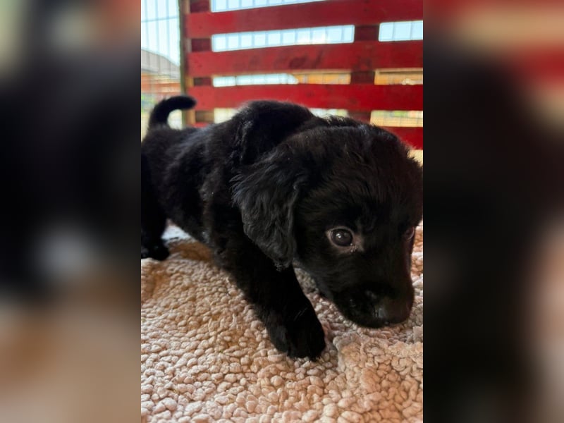 Little ♥Lenny♥ sucht seine treue Familie